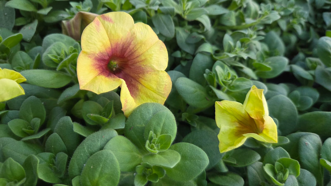Bananarama flowers