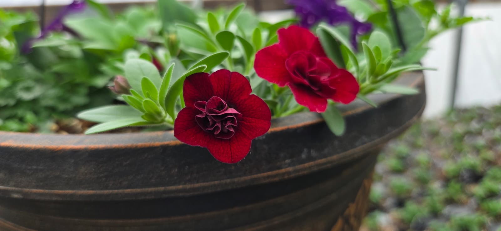 Calibrachoa flowers
