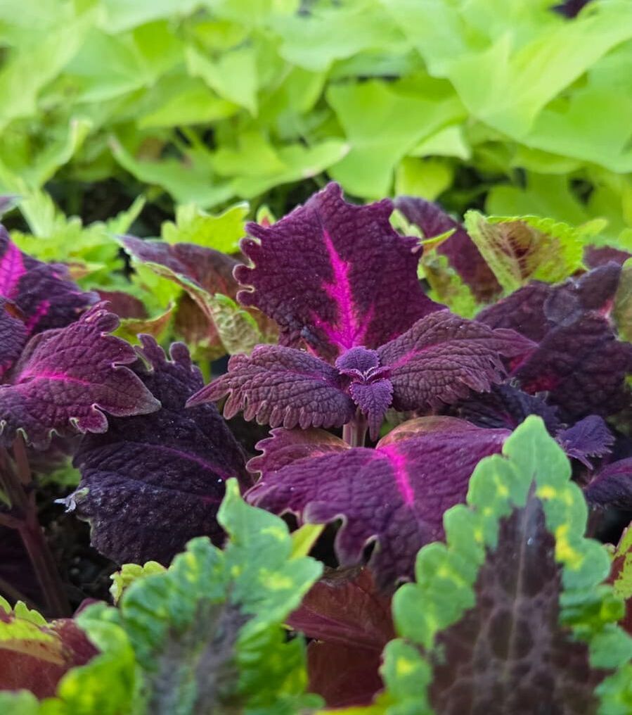 Colorful coleus plants