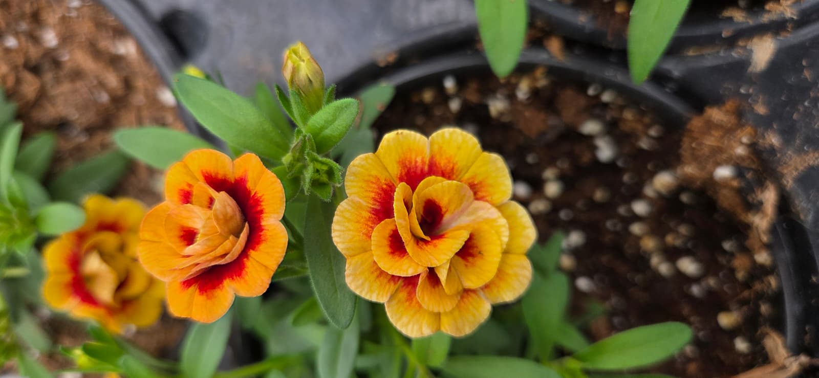 Double calibrachoa flowers