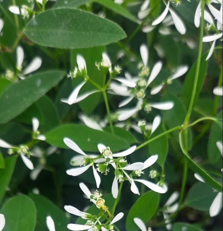 Euphorbia plants