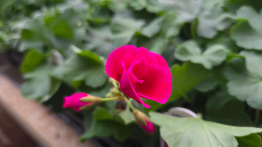Geraniums