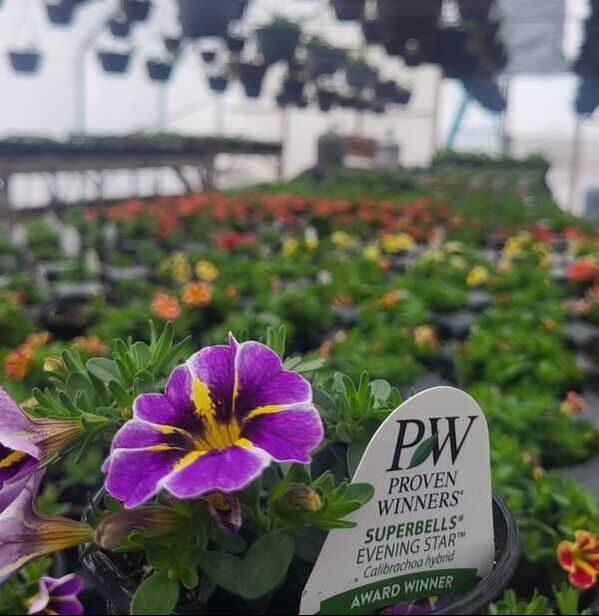 Plants growing in the greenhouse