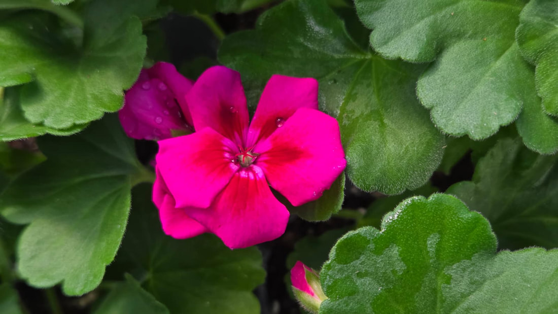Bright pink geranium bloom