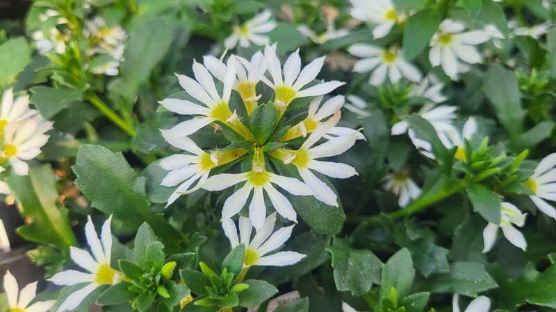 White and yellow fan flowers
