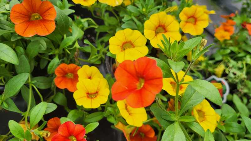 Flowers from the greenhouse