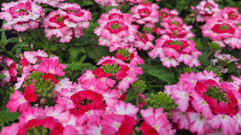 Flowers from the greenhouse