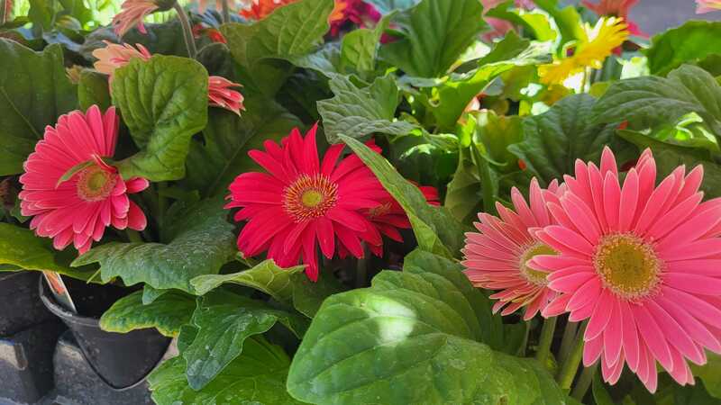 Pink and red gerbera daisies