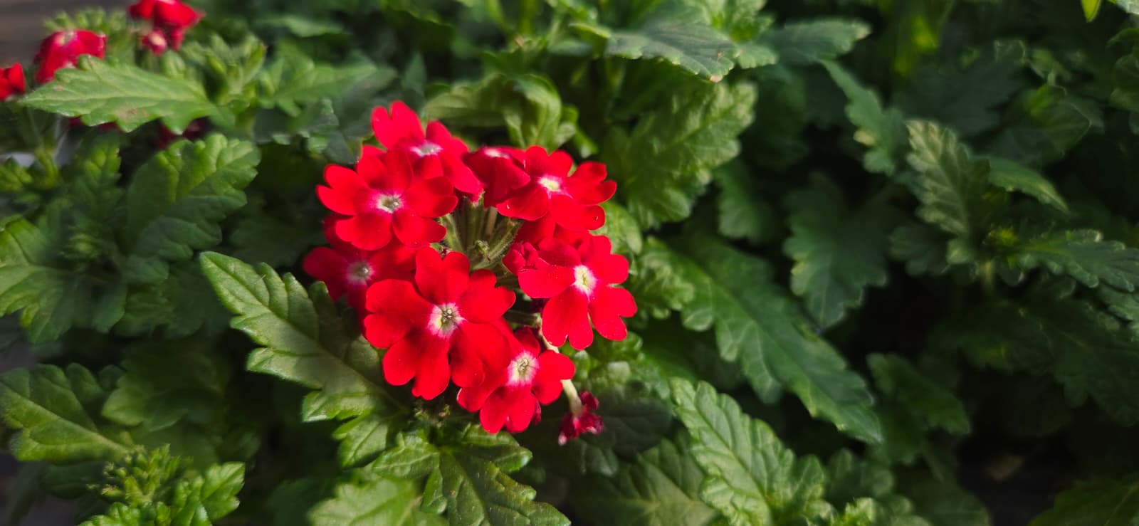 Verbena flowers