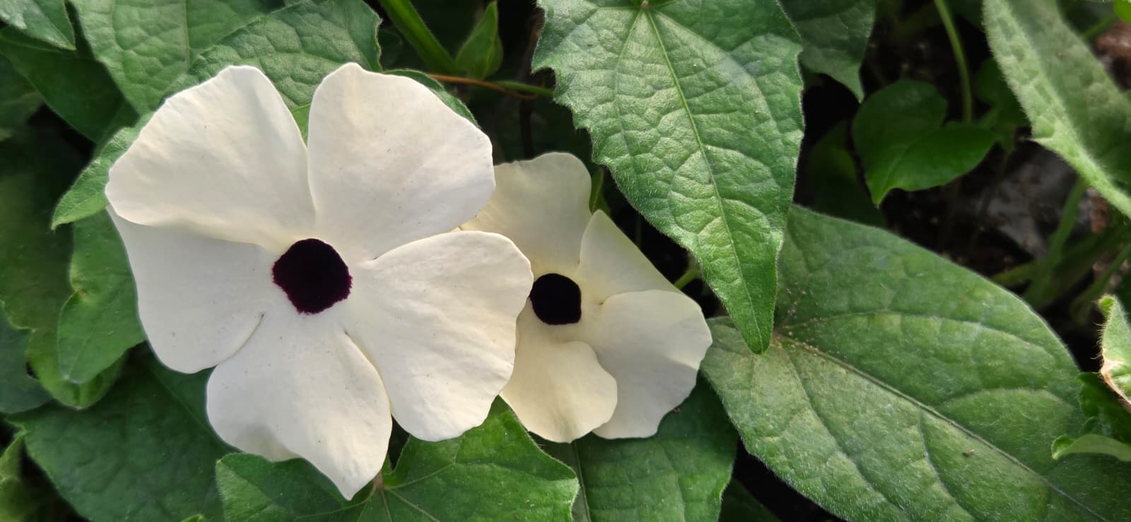 White black-eyed Susan vine flowers
